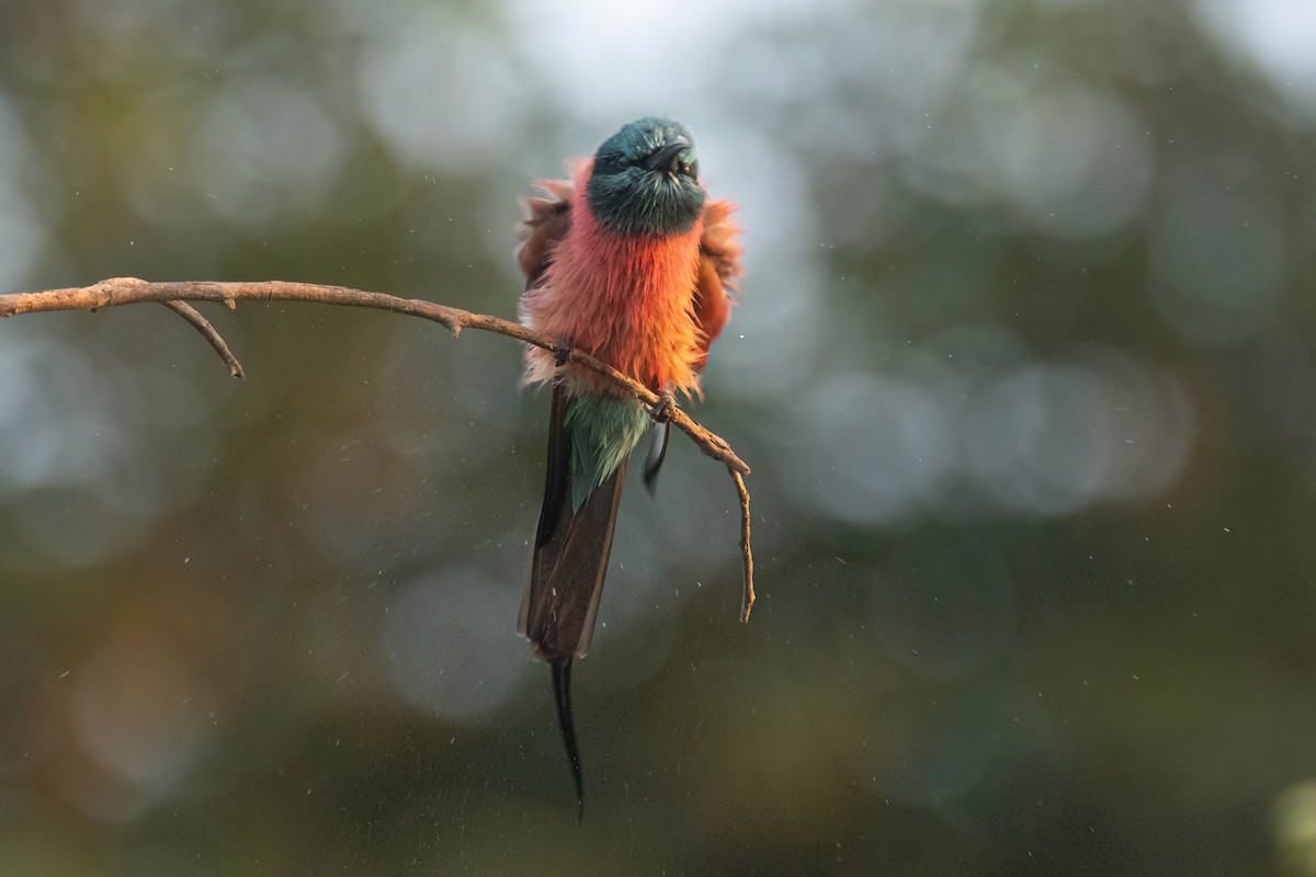 שרקרק ורוד - ML646083319