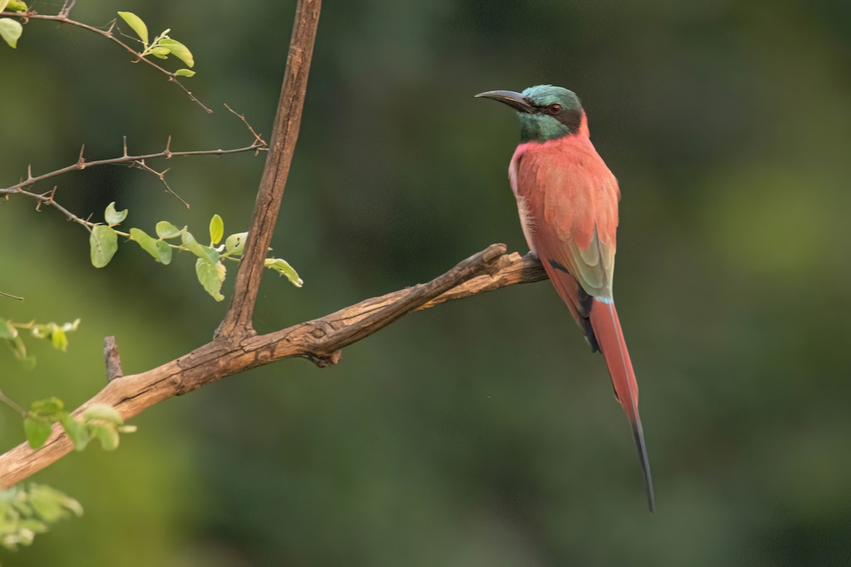 שרקרק ורוד - ML646083320