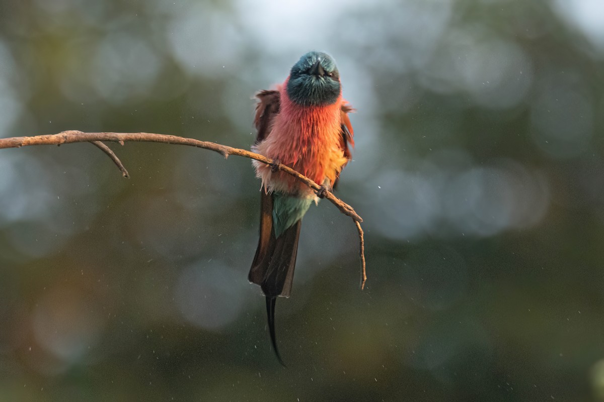 שרקרק ורוד - ML646083321