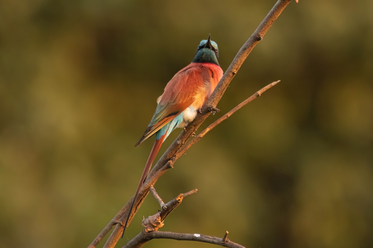 שרקרק ורוד - ML646083322