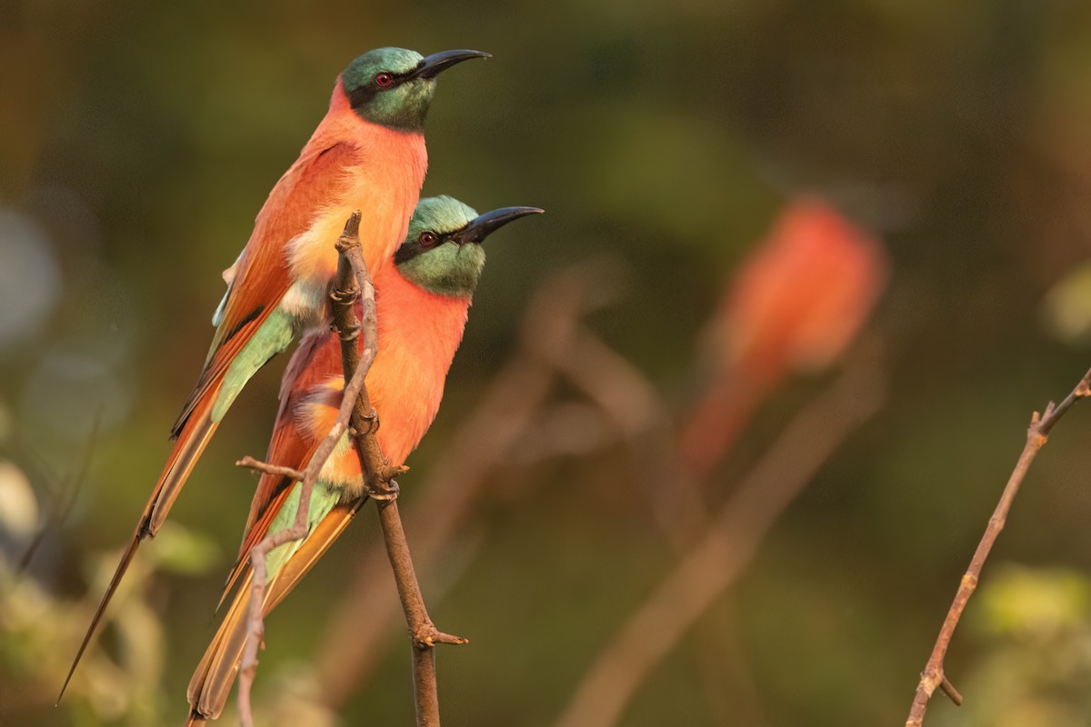 Abejaruco Carmesí Norteño - ML646083323