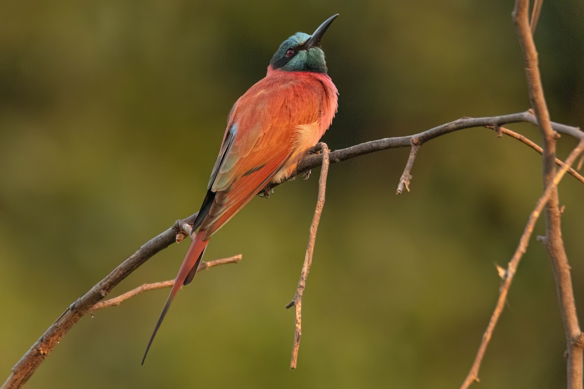 Abejaruco Carmesí Norteño - ML646083328