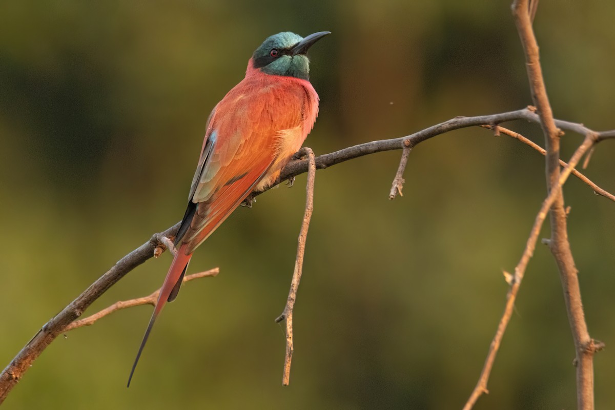 שרקרק ורוד - ML646083329