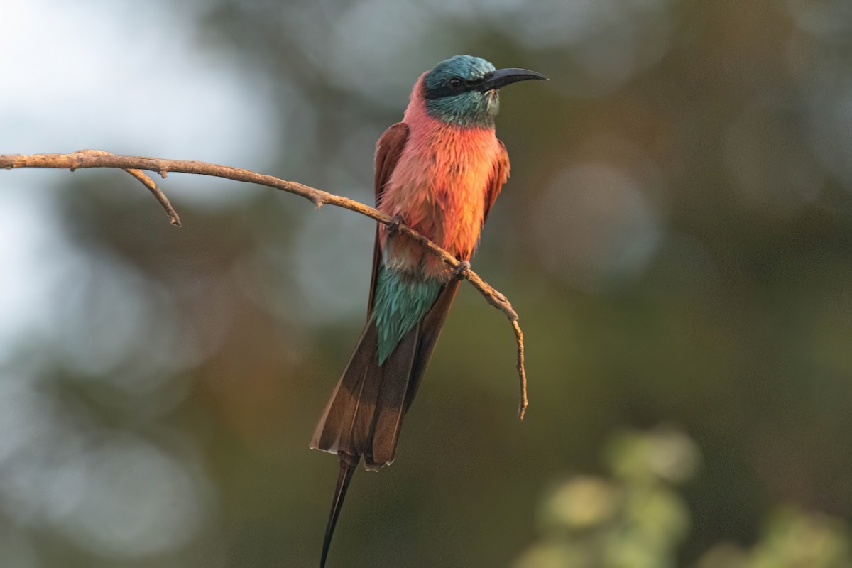 Abejaruco Carmesí Norteño - ML646083331