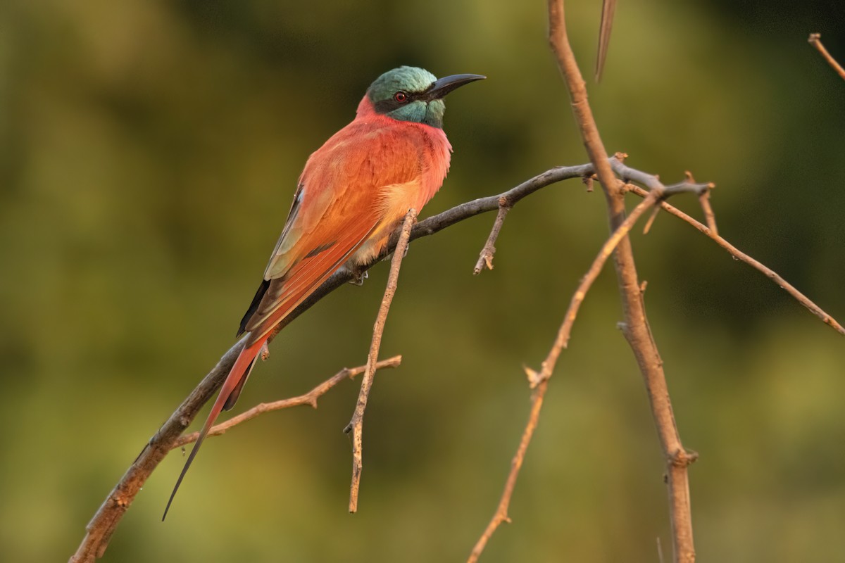 Abejaruco Carmesí Norteño - ML646083332