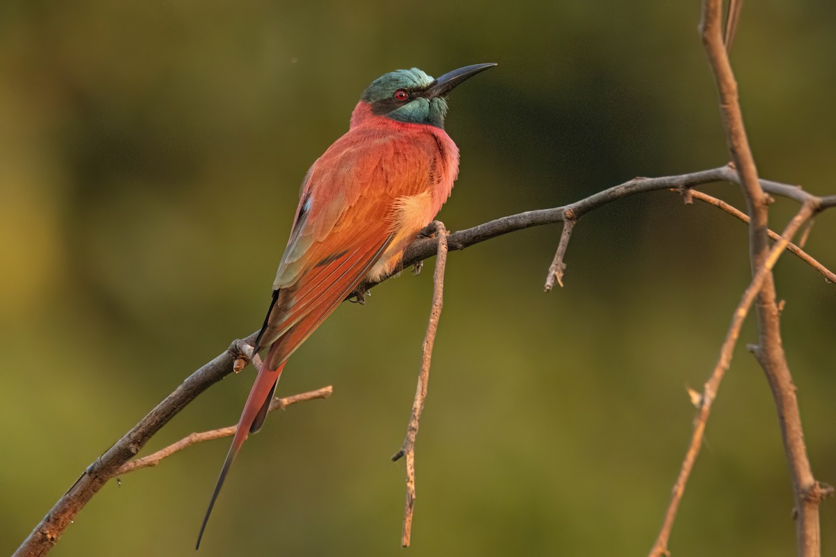 Abejaruco Carmesí Norteño - ML646083334