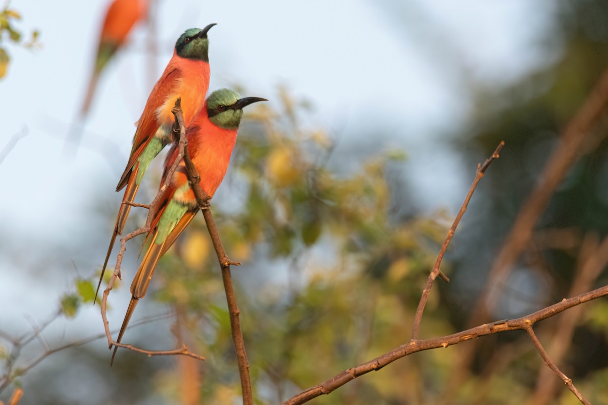Abejaruco Carmesí Norteño - ML646083335