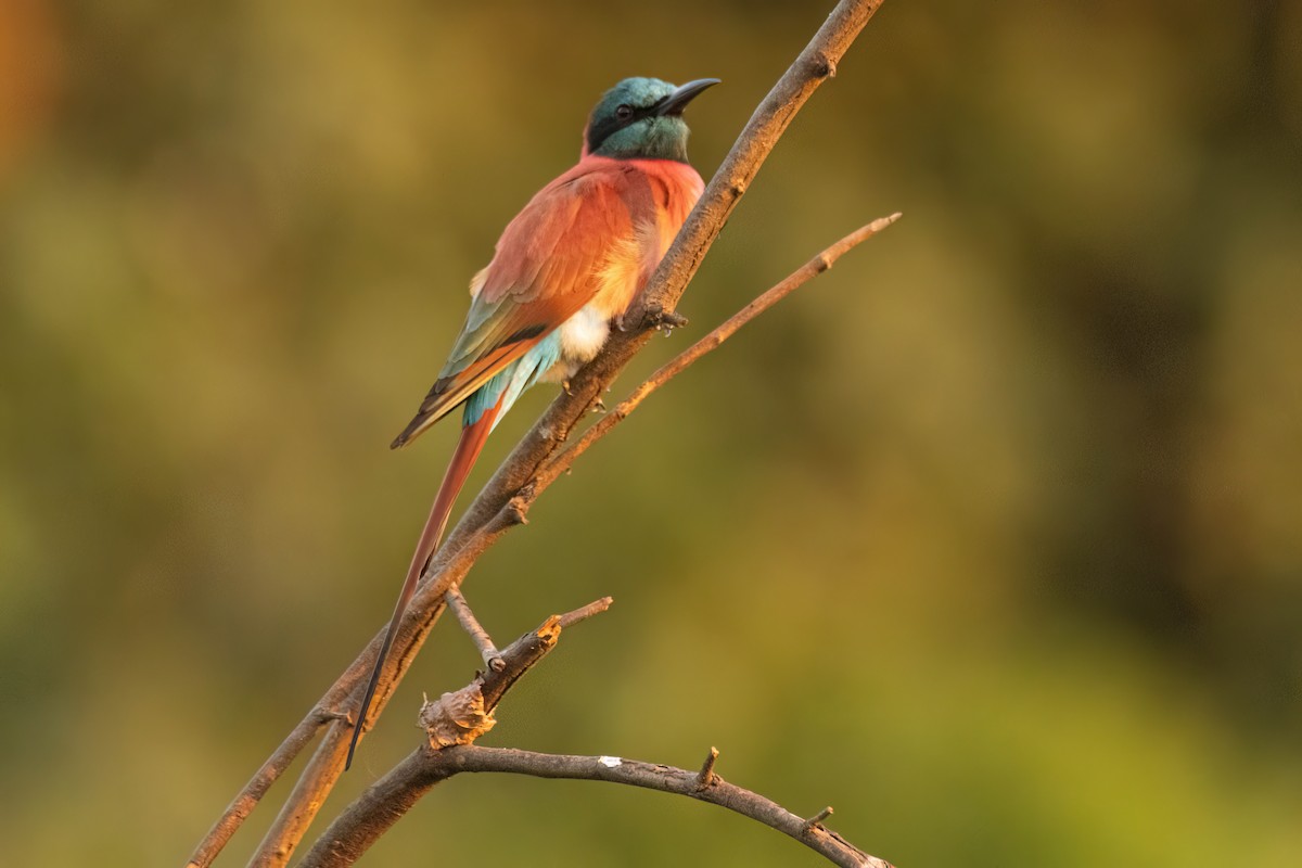 Abejaruco Carmesí Norteño - ML646083336