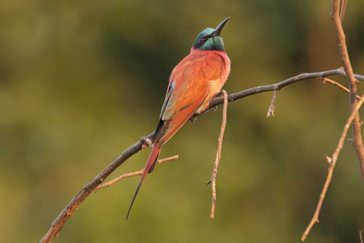 Abejaruco Carmesí Norteño - ML646083339