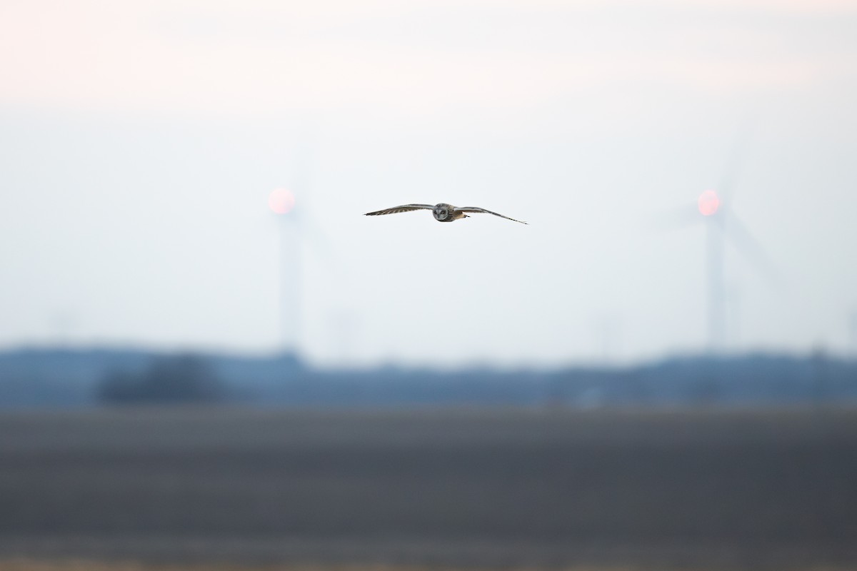 Búho Campestre - ML646083341