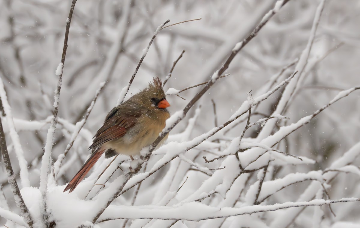 Cardenal Norteño - ML646083343