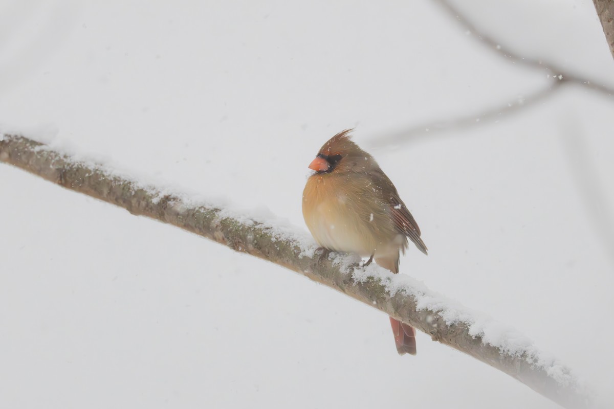 Cardenal Norteño - ML646083344
