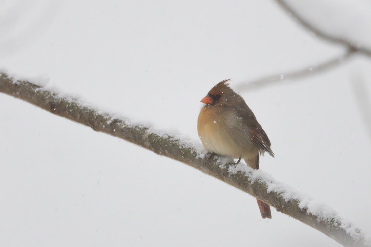 Cardenal Norteño - ML646083345