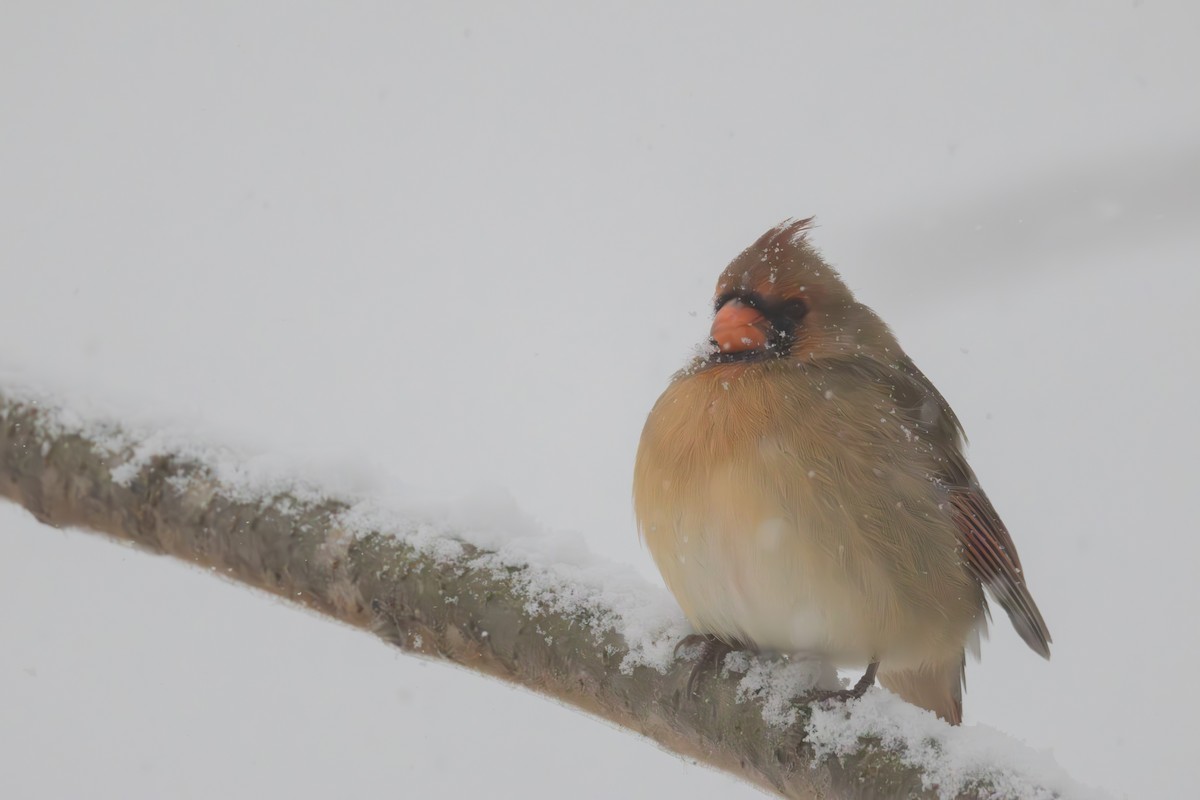 Kırmızı Kardinal - ML646083346