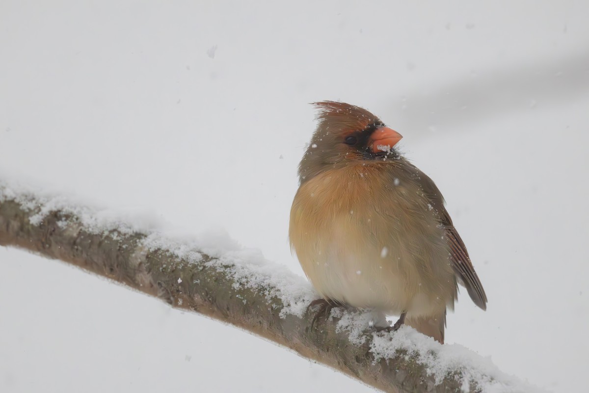 Kırmızı Kardinal - ML646083347