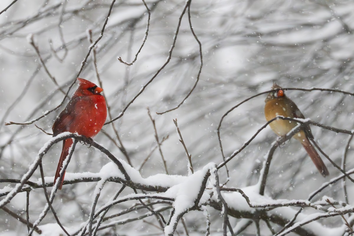 Kırmızı Kardinal - ML646083348