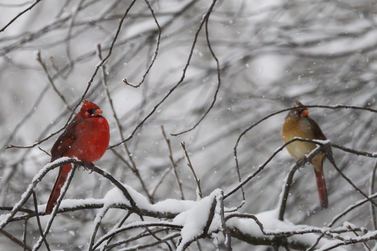 Kırmızı Kardinal - ML646083349