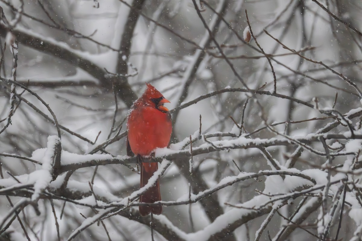 Kırmızı Kardinal - ML646083350
