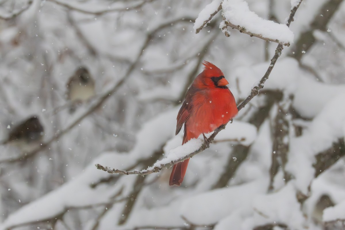 Kırmızı Kardinal - ML646083351