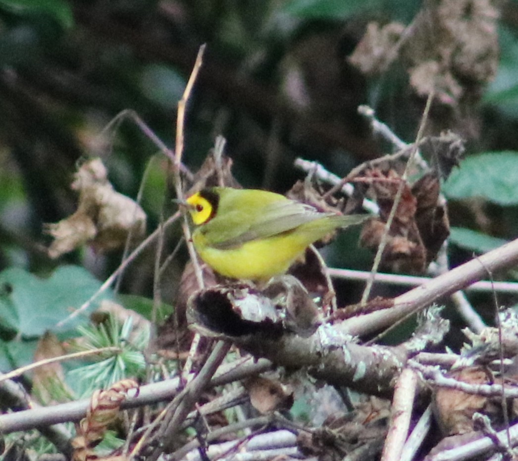 lesňáček kápový - ML646083352