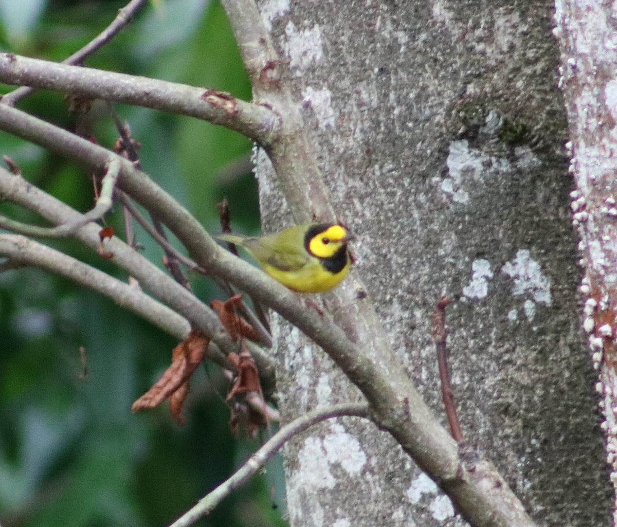Hooded Warbler - ML646083353