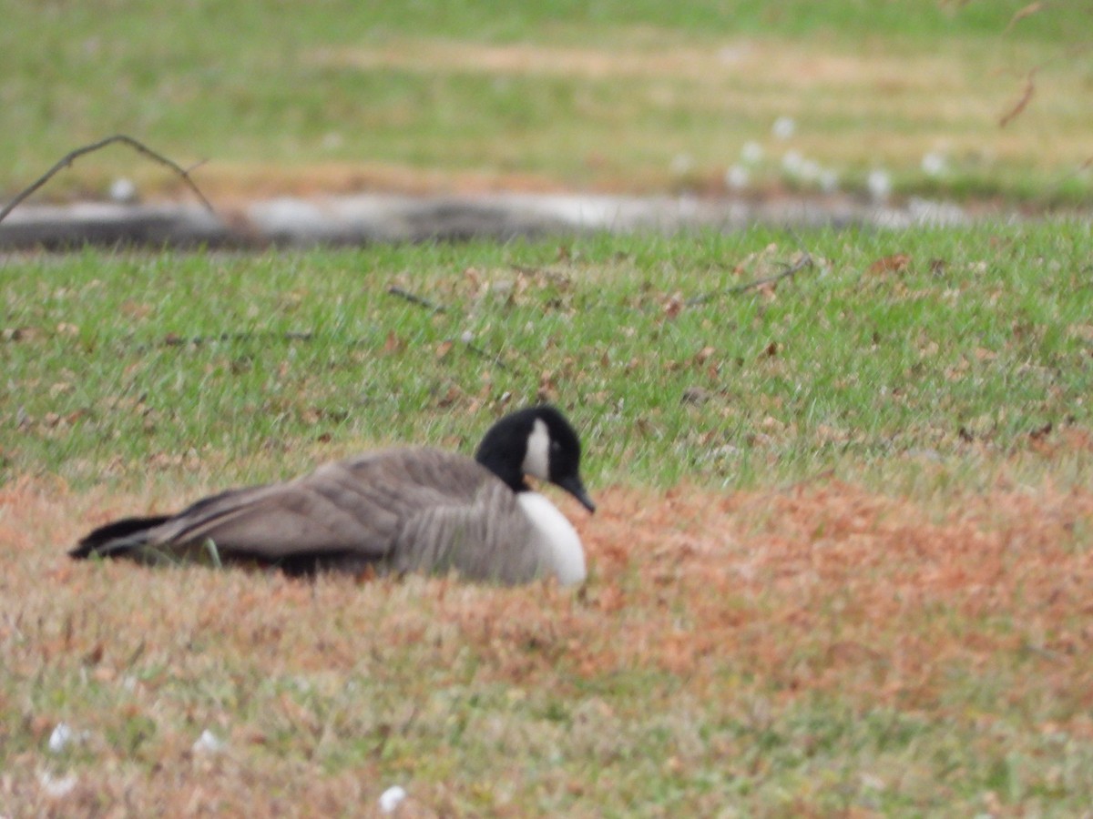 Barnacla Canadiense Grande - ML646083355