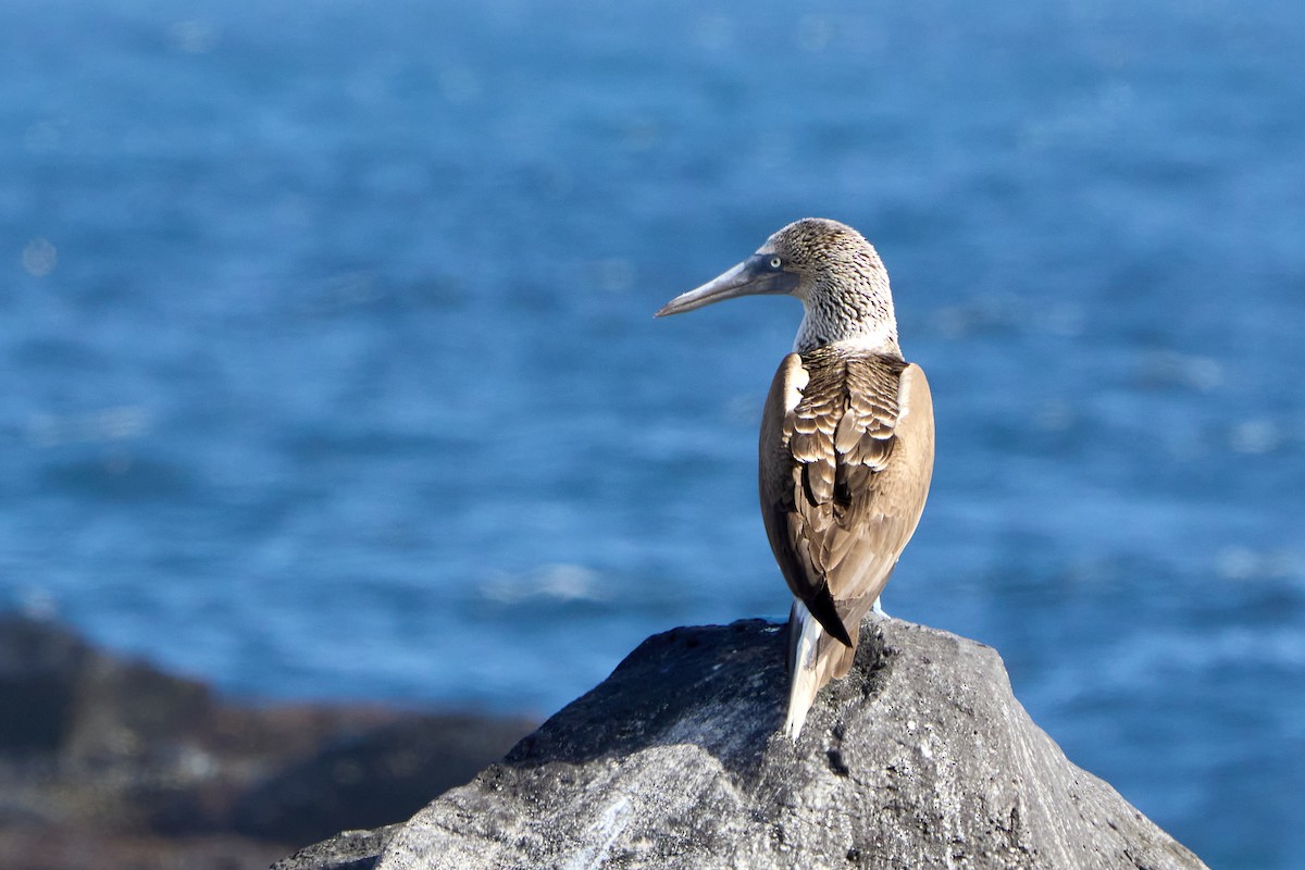 Piquero Camanay - ML646083356