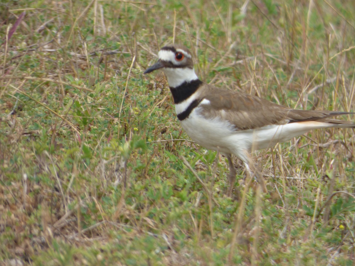 Chorlitejo Culirrojo - ML646083358