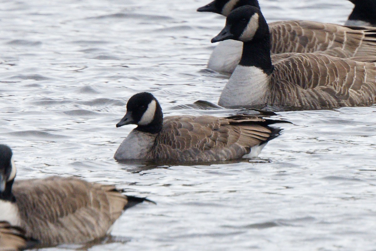 Cackling Goose - ML646083367