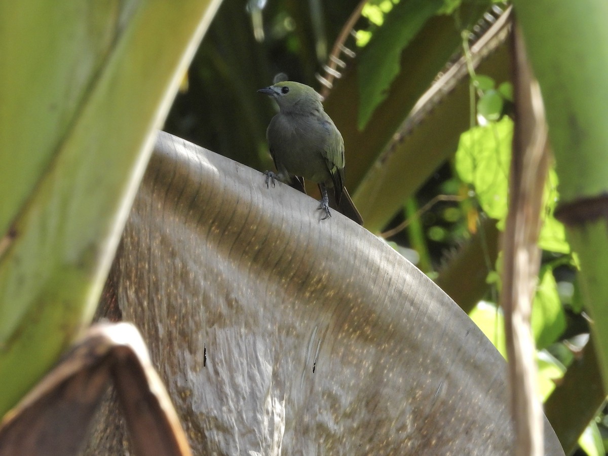 Tangara Palmera - ML646083368