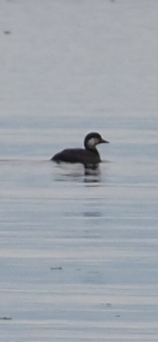 Black Scoter - ML646083369