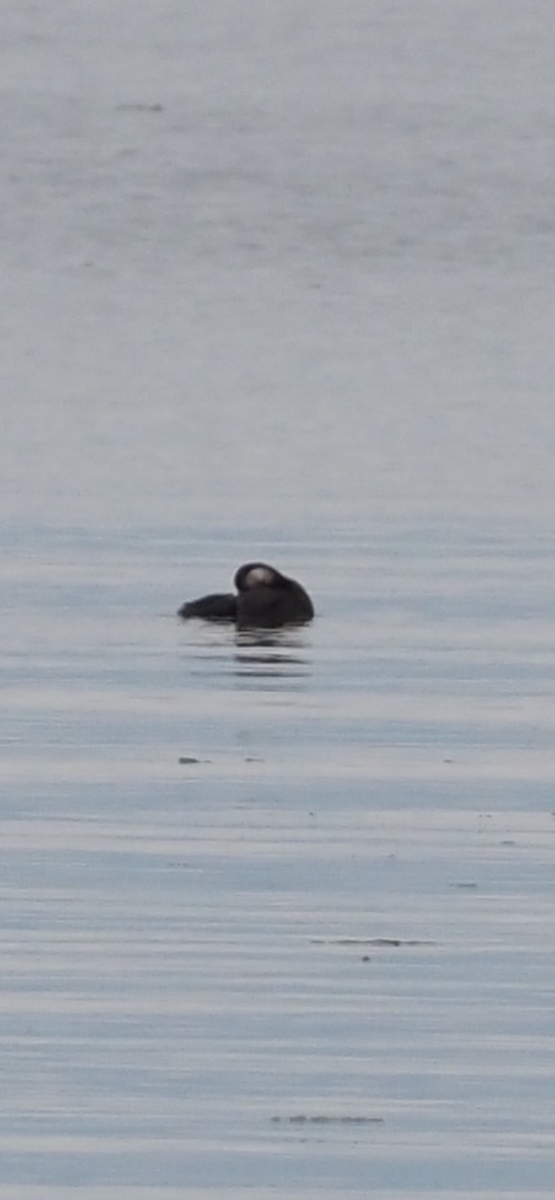 Black Scoter - ML646083370