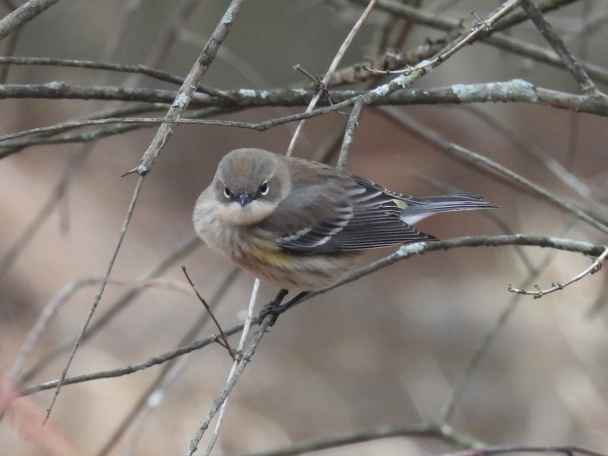 Reinita Coronada - ML646083371