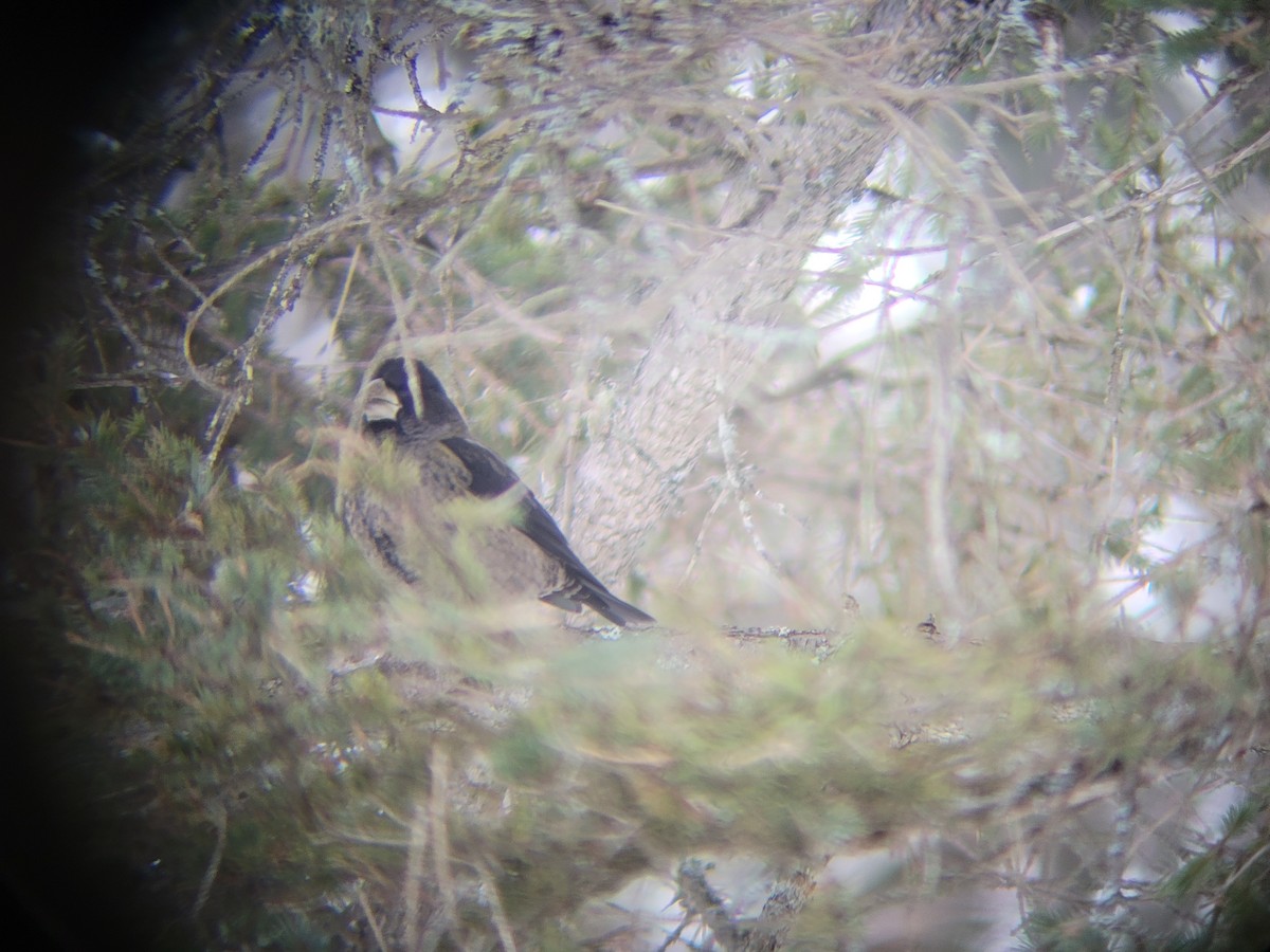 Evening Grosbeak - ML646083383