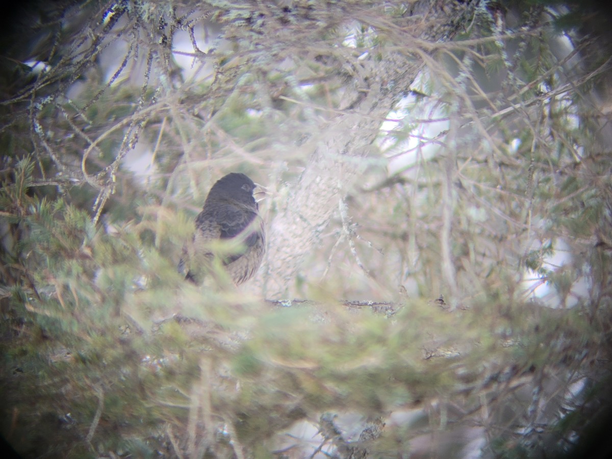 Evening Grosbeak - ML646083384