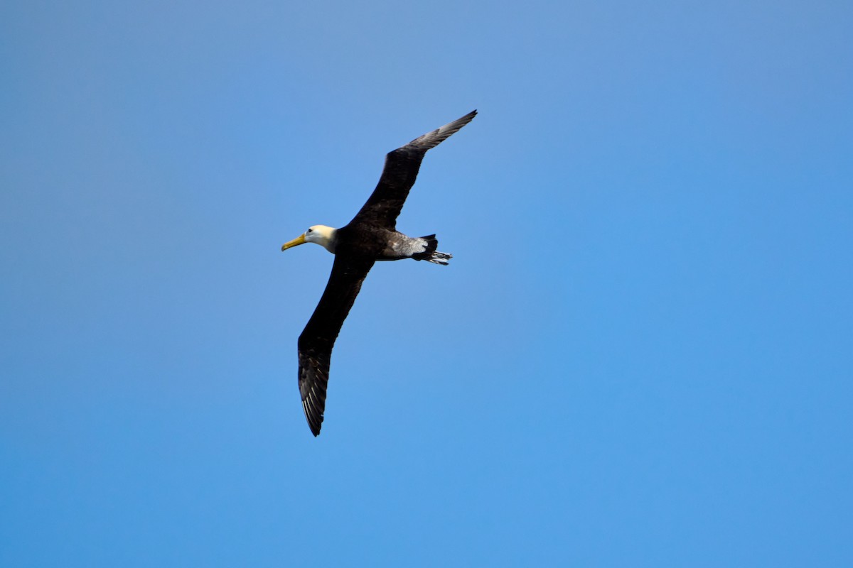 Albatros galapagoarra - ML646083386
