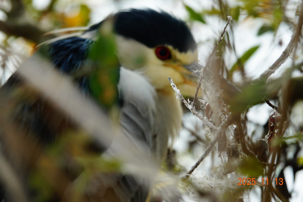 Black-crowned Night Heron - ML646083393