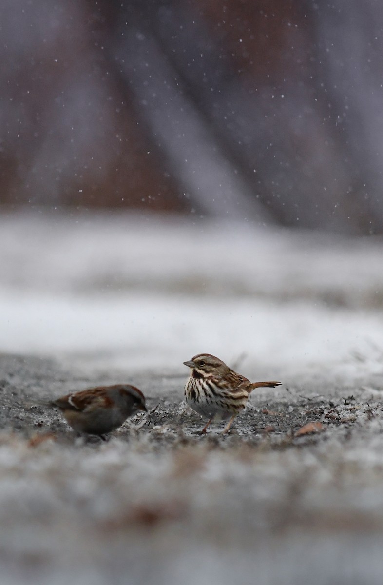 Song Sparrow - ML646083397