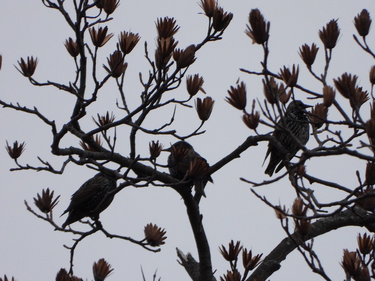 European Starling - ML646083407