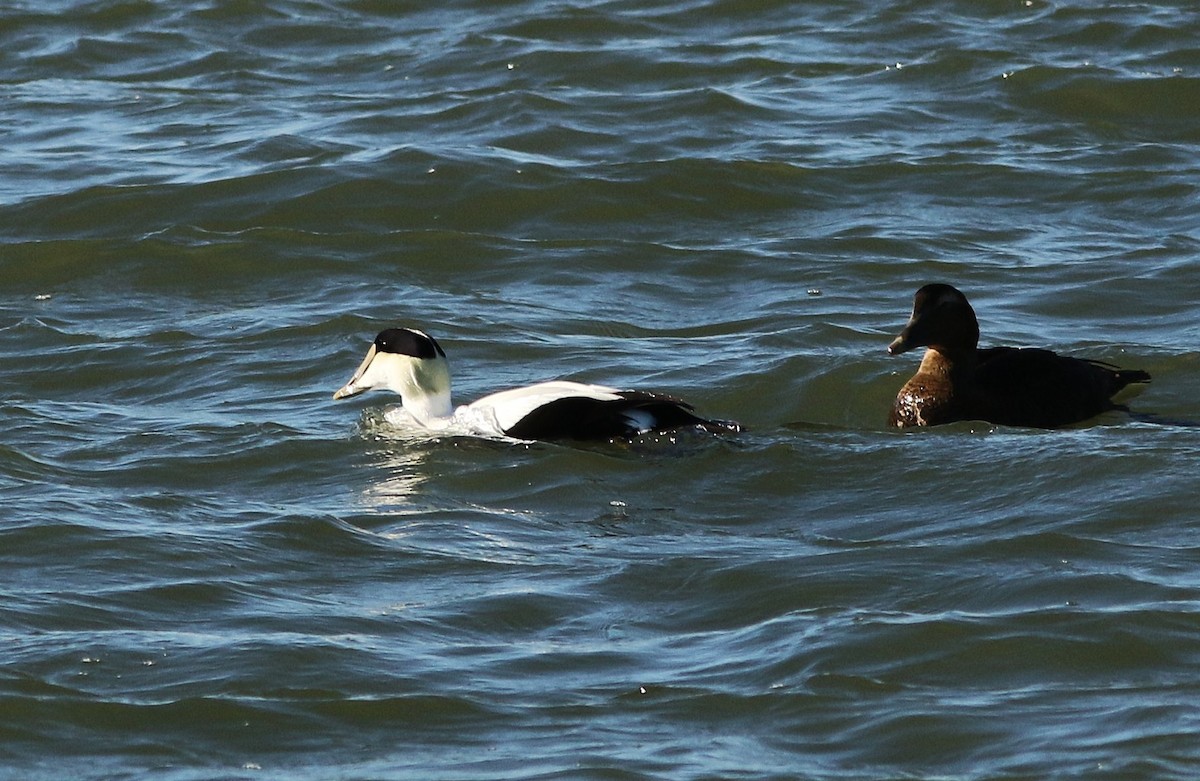 Common Eider - ML646083410