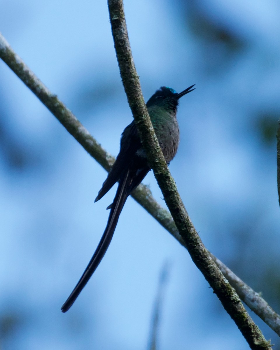 Long-tailed Sylph - ML646083412