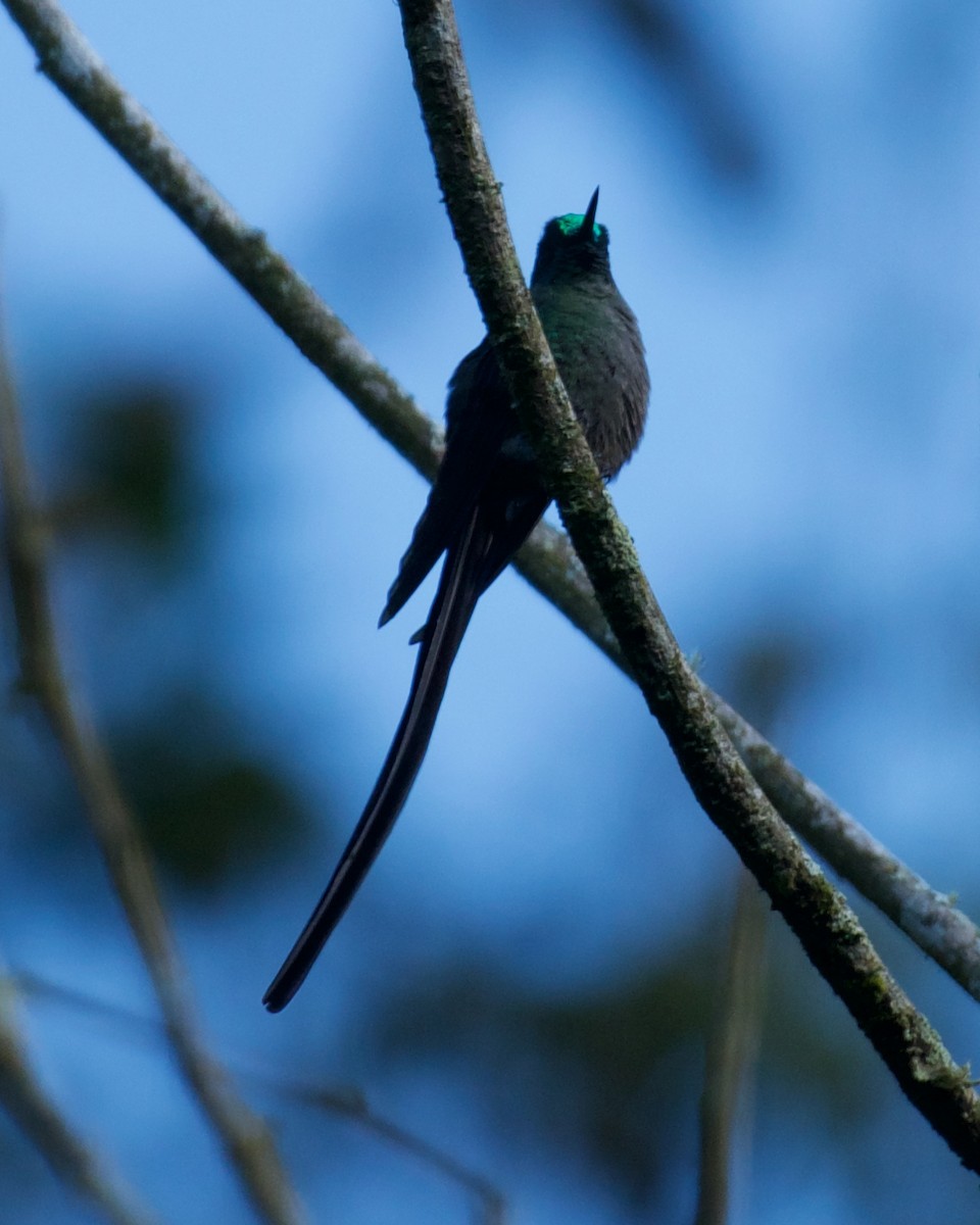 Long-tailed Sylph - ML646083413