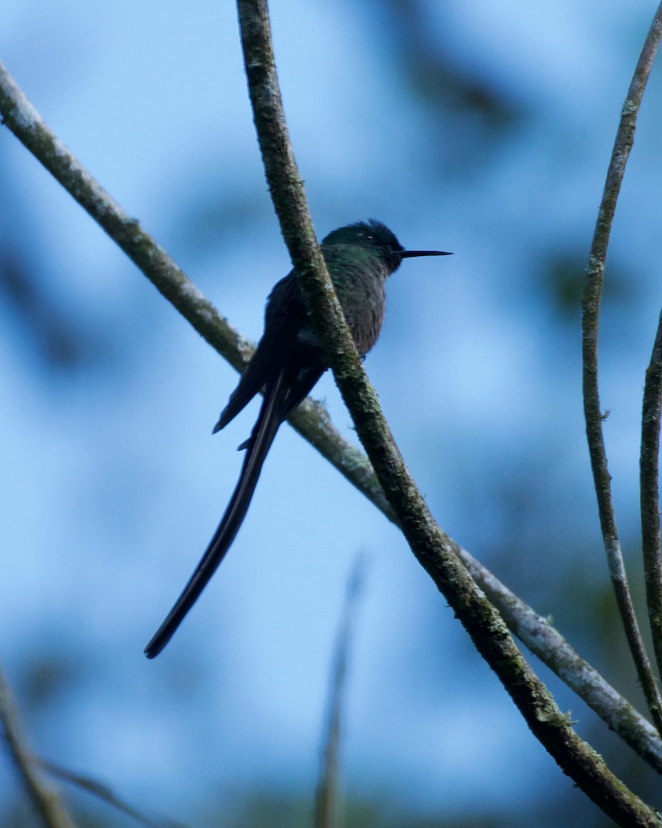 Long-tailed Sylph - ML646083414