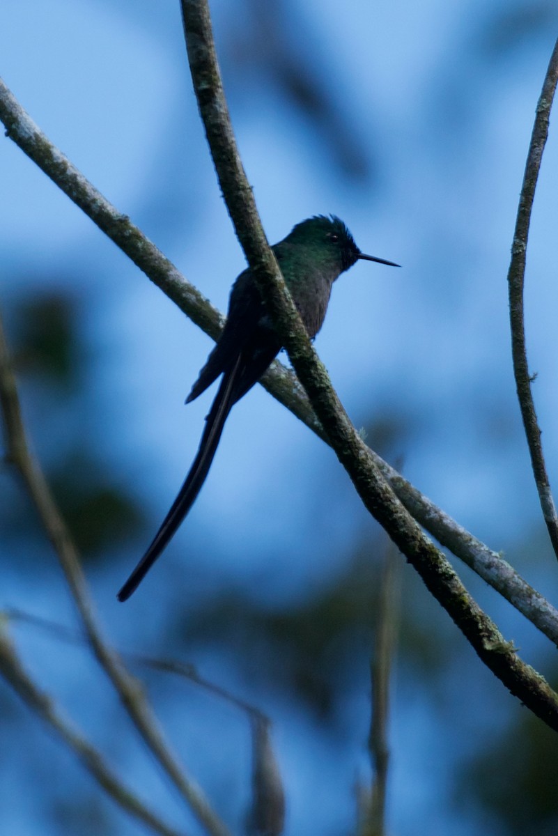 Long-tailed Sylph - ML646083415