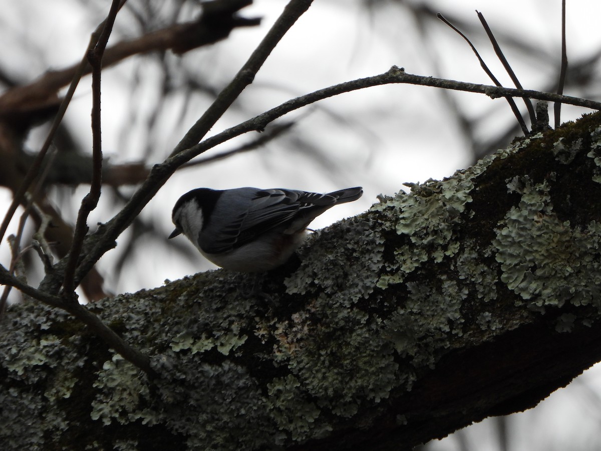 Sittelle à poitrine blanche (carolinensis) - ML646083417