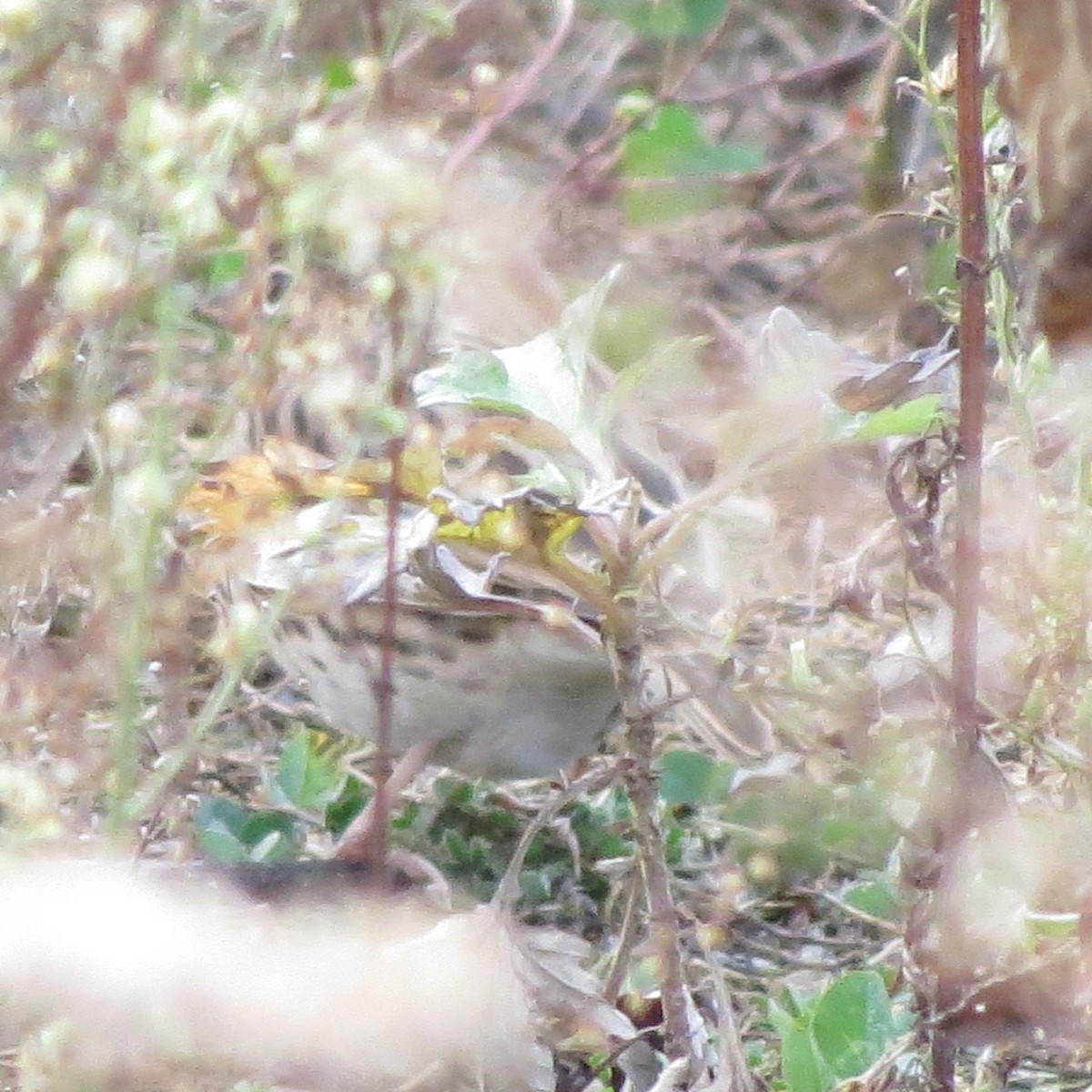 Vesper Sparrow - ML646083418