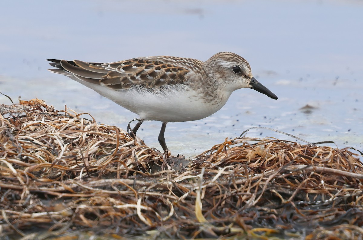 jespák srostloprstý - ML646083419