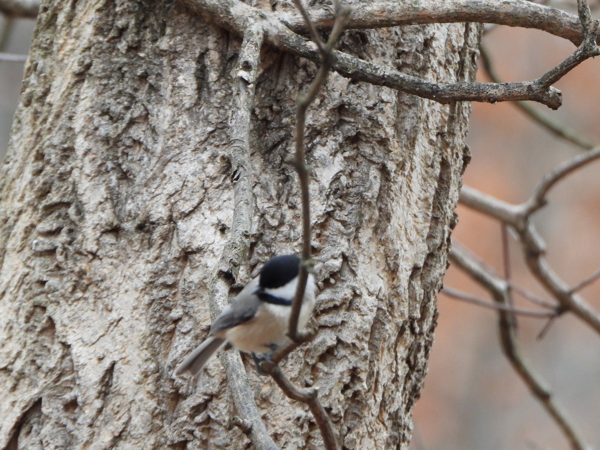 Mésange de Caroline - ML646083429