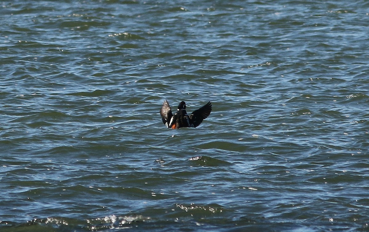 Harlequin Duck - ML646083430