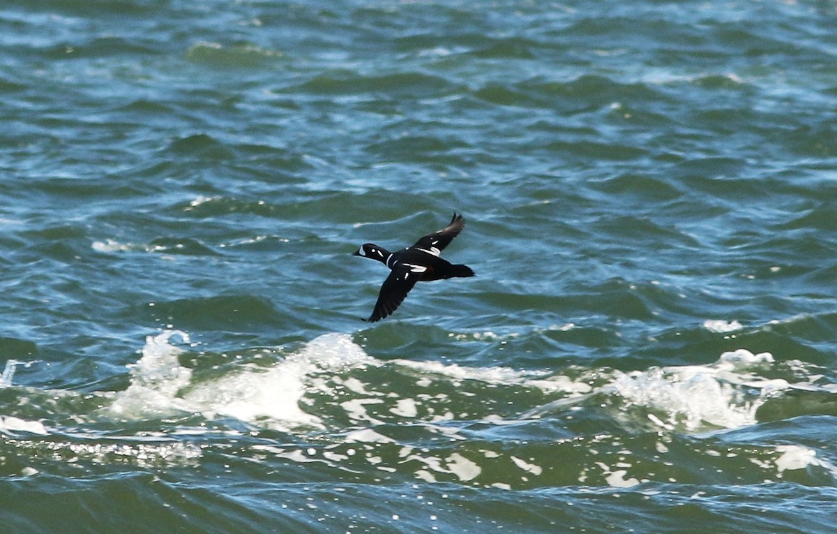 Harlequin Duck - ML646083431